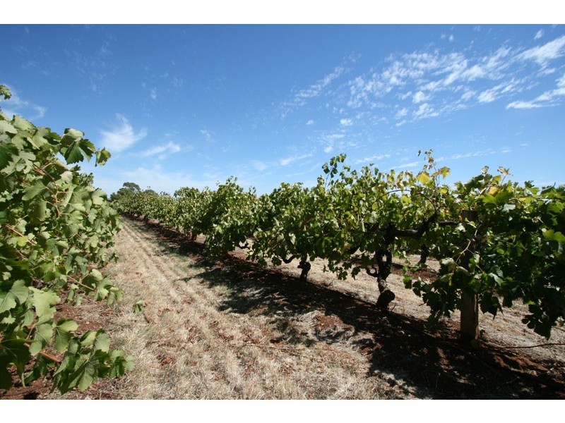 44 Rawson Penfold  Drive, Rosslyn Park SA 5072