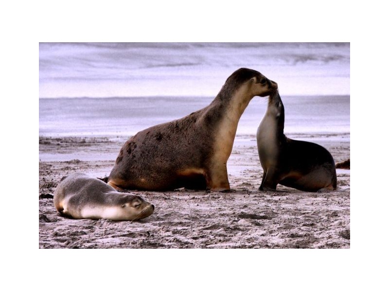 Lot 1,3 & Cape Hart Road, Penneshaw SA 5222