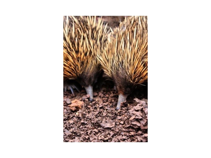 Lot 1,3 & Cape Hart Road, Penneshaw SA 5222