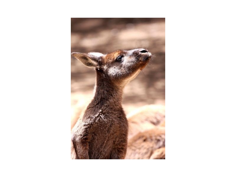 Lot 1 Cape Hart Road, Penneshaw SA 5222