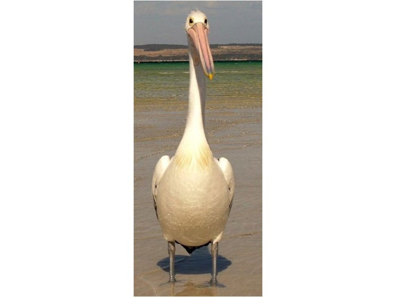 Lot 44 East Parade, Point Boston Peninsula, Port Lincoln SA 5606