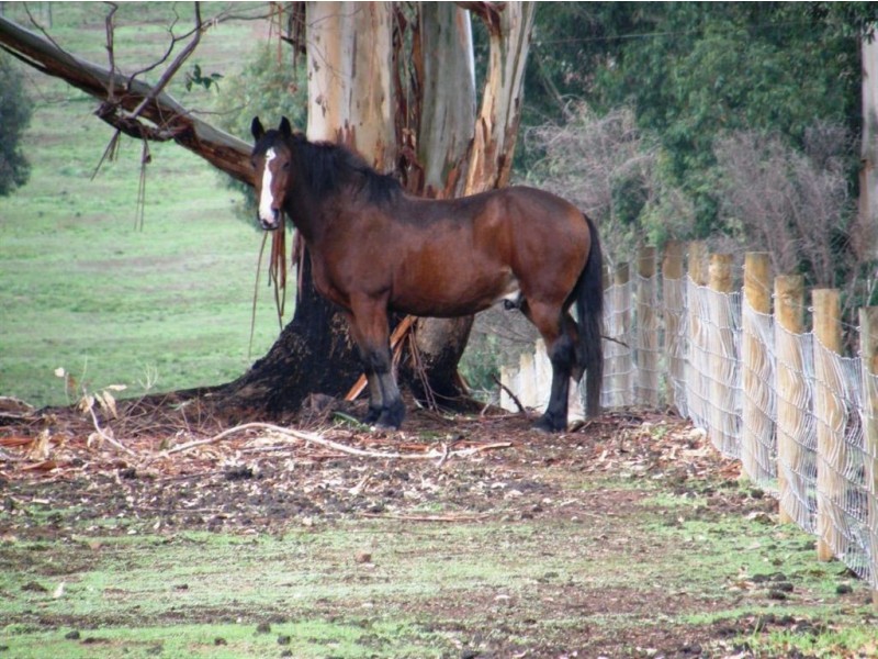 53 May Street, Bridgetown WA 6255