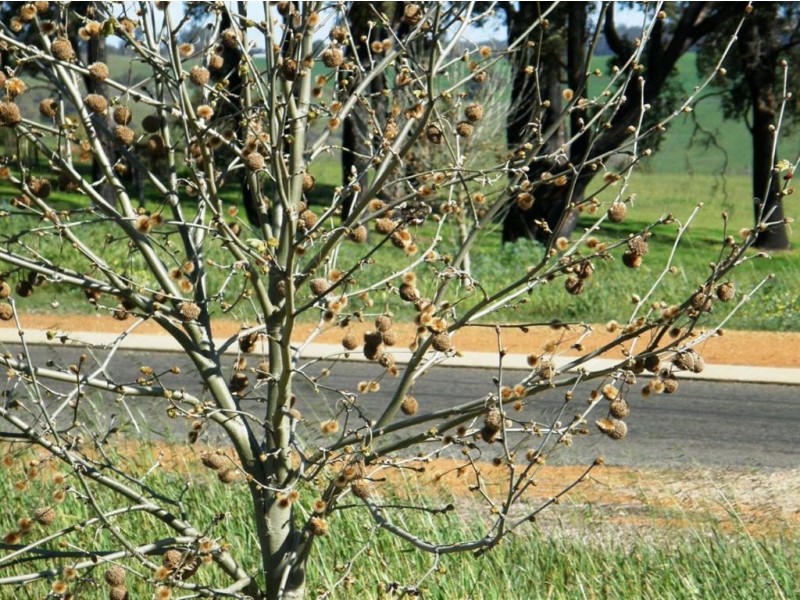 Lot 263 Aberdeen Avenue, Bridgetown WA 6255