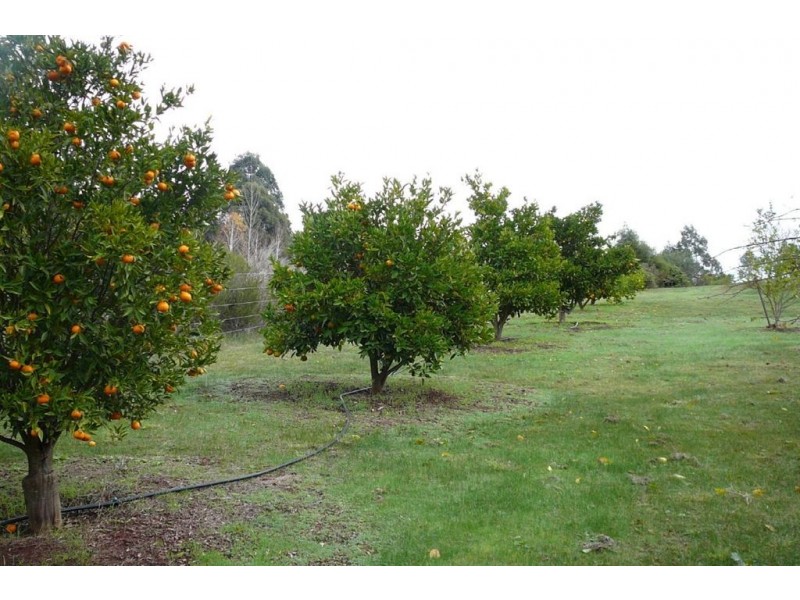 56 Balinga Drive, Balingup WA 6253