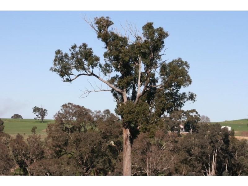 LOT 215 RIDGE VIEW AVE, Boyup Brook WA 6244