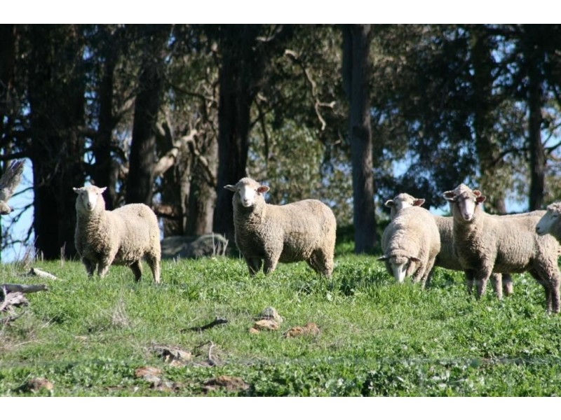 LOT 215 RIDGE VIEW AVE, Boyup Brook WA 6244