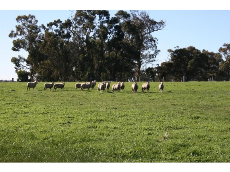 Lot 239 RIDGEVIEW AVENUE, Boyup Brook WA 6244