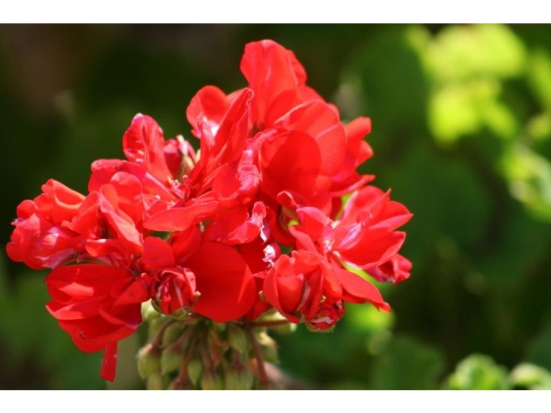 297 STIRLING STREET, Bridgetown WA 6255