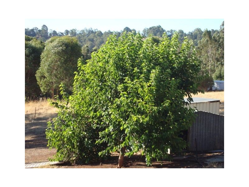 Lot 30 Ecclesiastic Close, Bridgetown WA 6255