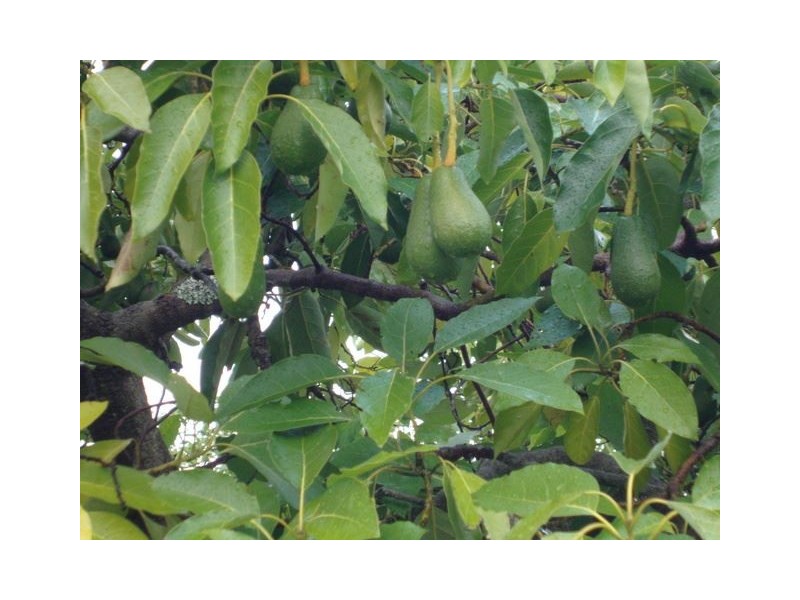 13523 BLACKWOOD RD, Greenbushes WA 6254