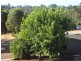 0 Ecclesiastic Close, Bridgetown WA 6255