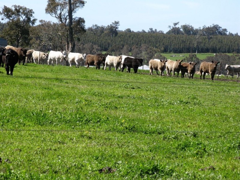 11758 Greenbushes Boyup Brook Road, Bridgetown WA 6255