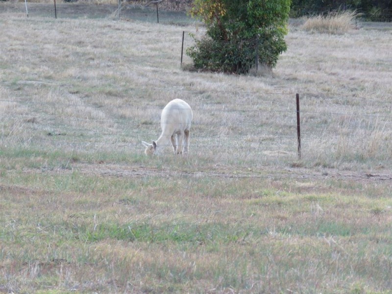 8 Dexter Rise, Bridgetown WA 6255