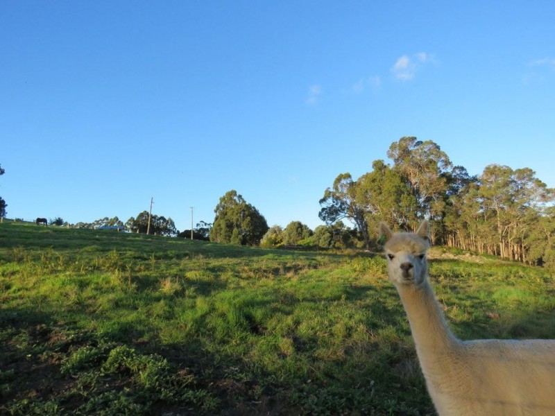 722 Walter Road, Bridgetown WA 6255