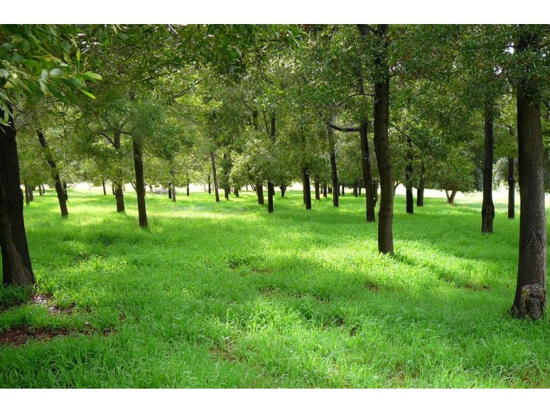 Lot 112 Henderson St, Bridgetown WA 6255