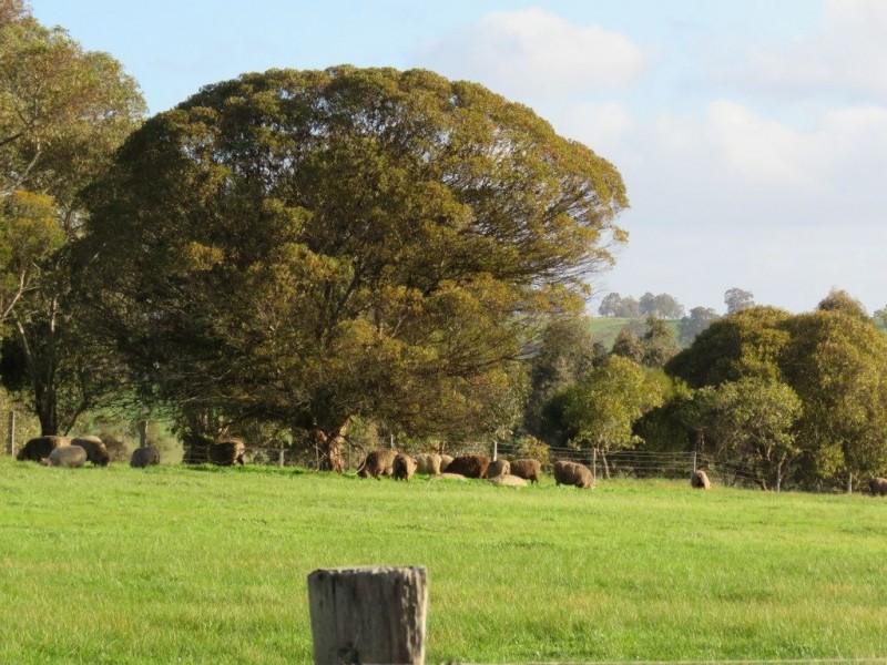 Lot 19 Walter Road, Bridgetown WA 6255