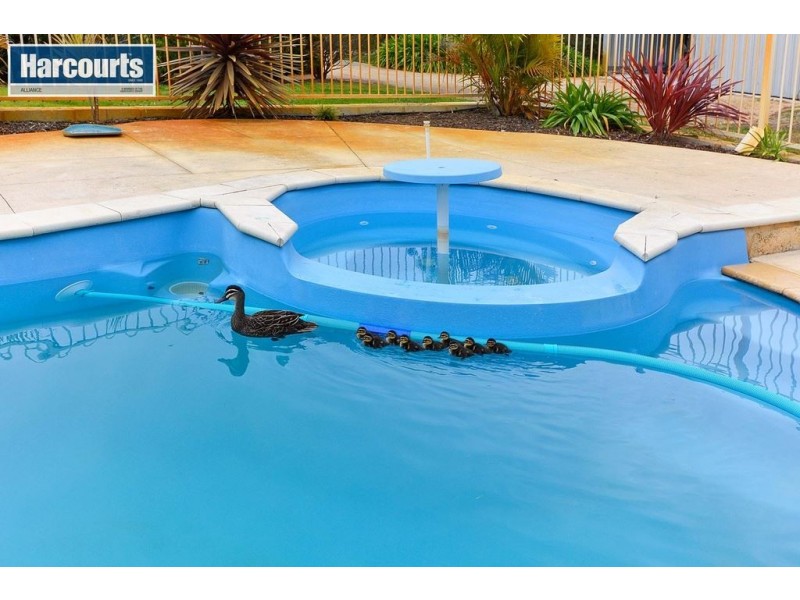 235 McLennan Drive, Nowergup WA 6032