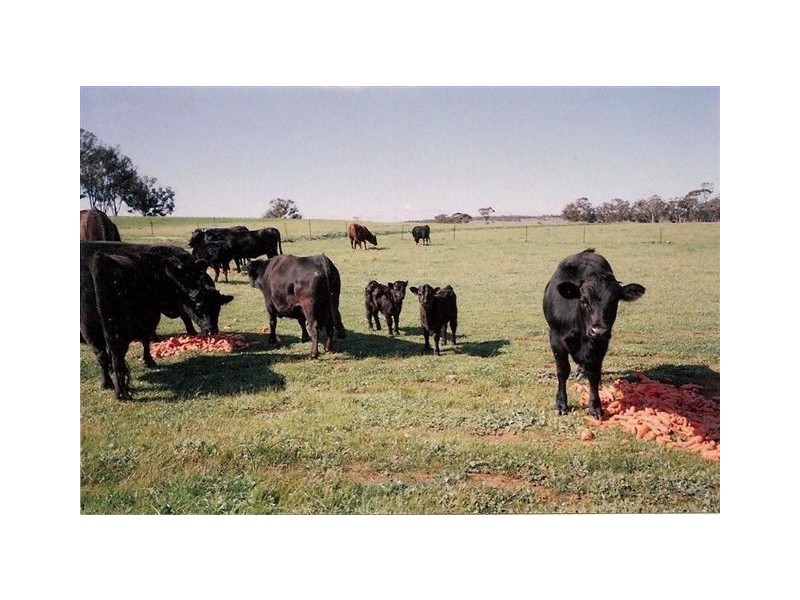 3 Bunmulling Road, Popanyinning WA 6309