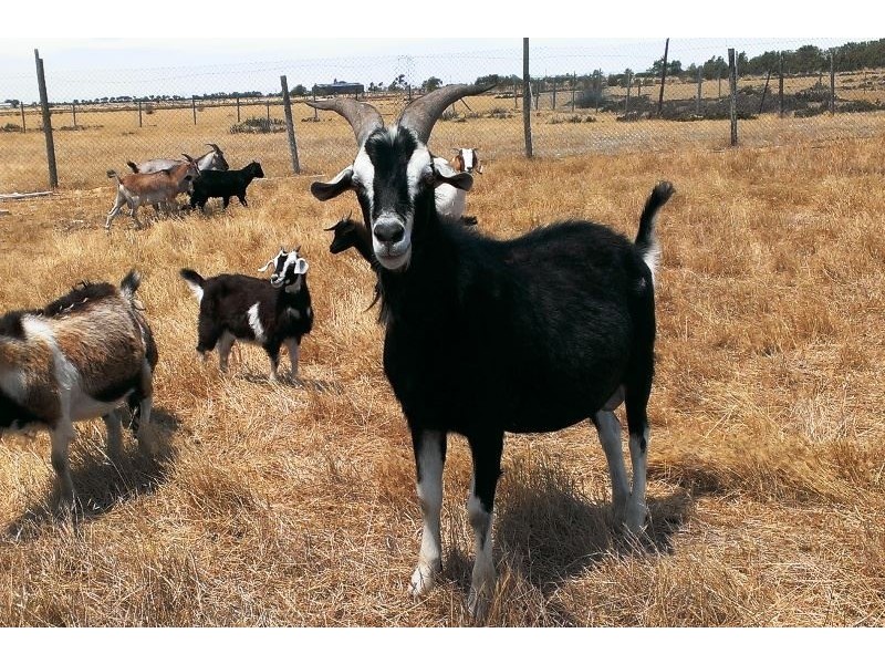 Lot 2 Mill Road, Milang SA 5256