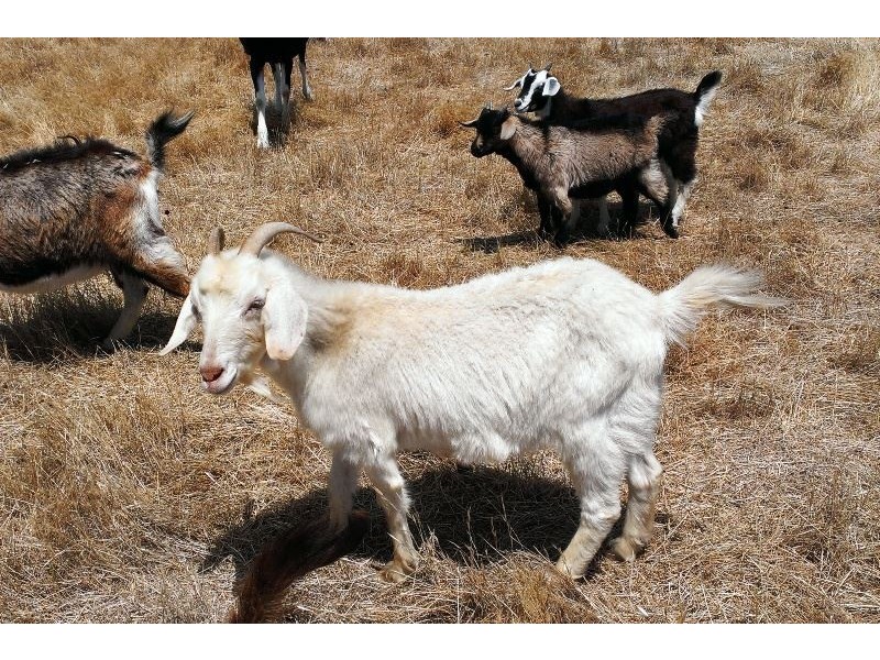 Lot 2 Mill Road, Milang SA 5256