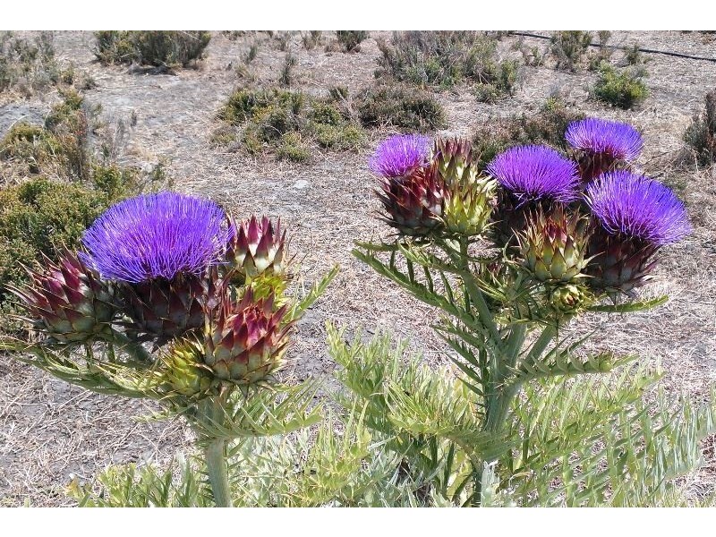 Lot 2 Mill Road, Milang SA 5256