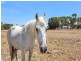 Lot 100 Currency Creek Road, Goolwa North SA 5214