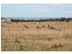 Lot 2 Flagstaff Hill Road, Middleton SA 5213