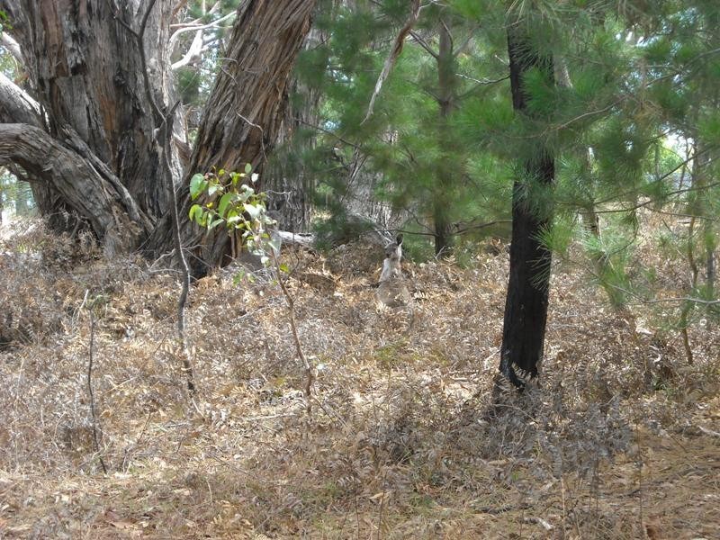 Sec 83 Forktree Road, Myponga SA 5202