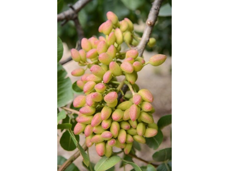 1/50 Waterport Road, Port Elliot SA 5212