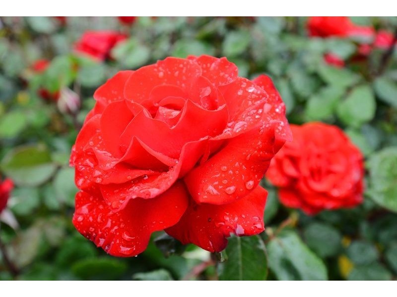 42 Padman Crescent, Middleton SA 5213