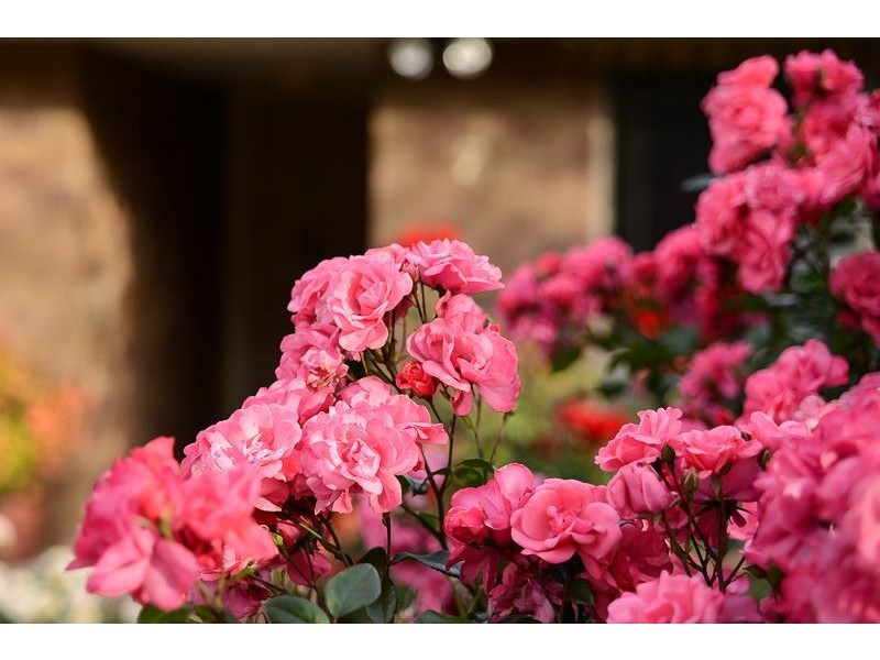 7 Joy Street, Encounter Bay SA 5211