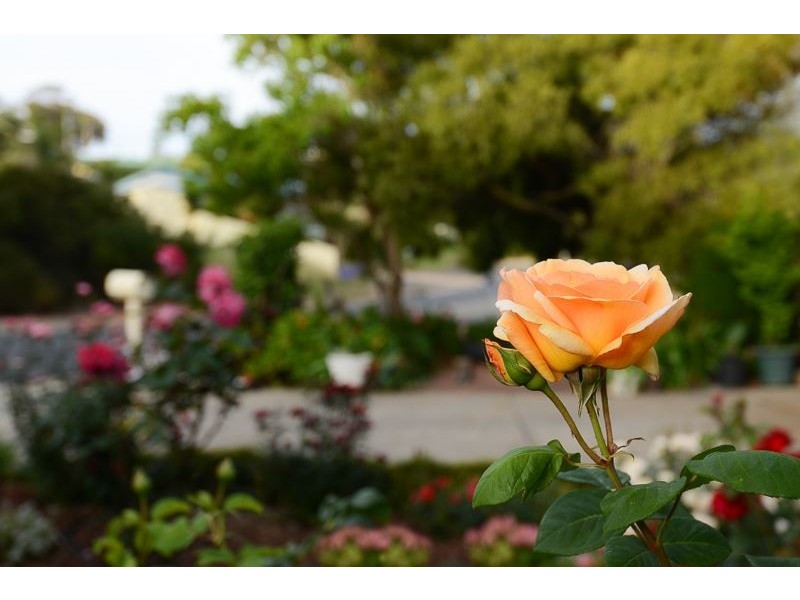 7 Joy Street, Encounter Bay SA 5211