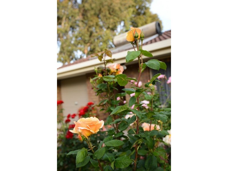 7 Joy Street, Encounter Bay SA 5211