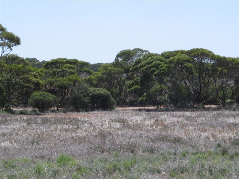 Sect 130 Loechel Road, Perponda SA 5308