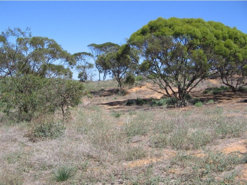 Sect 130 Loechel Road, Perponda SA 5308