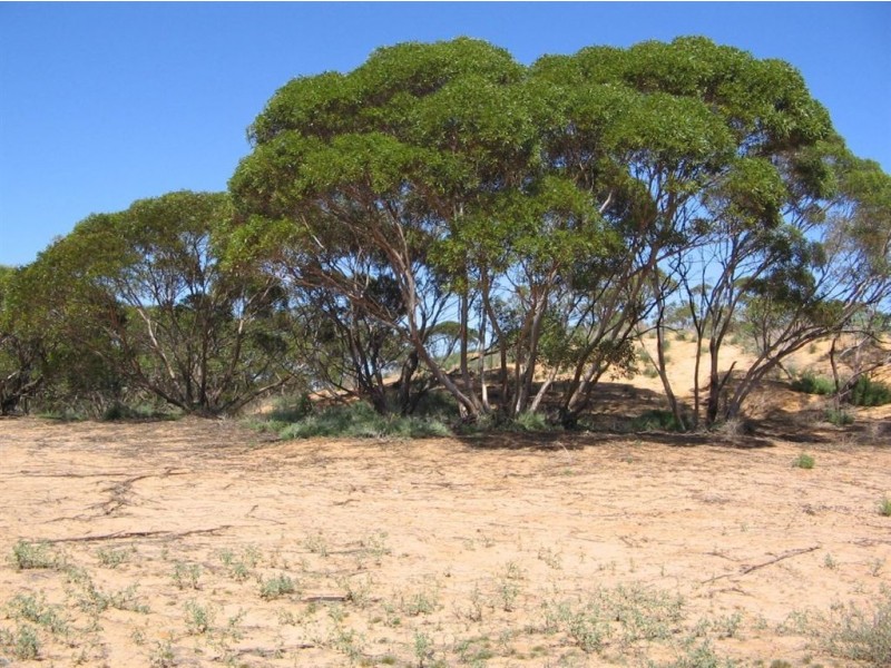 Sect 130 Loechel Road, Perponda SA 5308