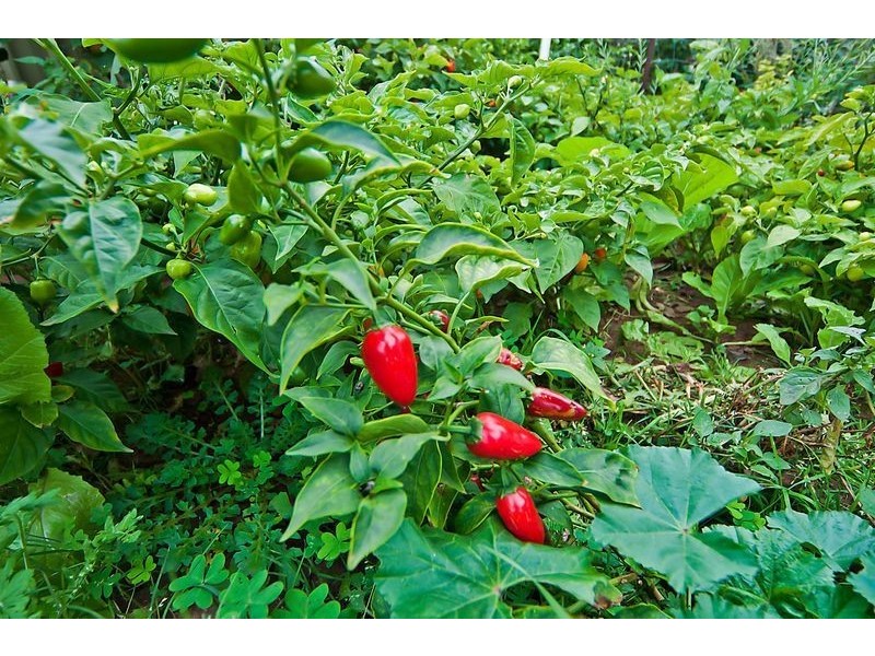 104 Commercial Road, Salisbury SA 5108