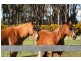 247 Bishopsbourne Road, Carrick TAS 7291