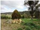 30 Longvista Road, Blackstone Heights TAS 7250