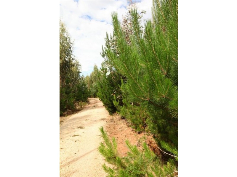 145 Shaws Road, Bridgenorth TAS 7277