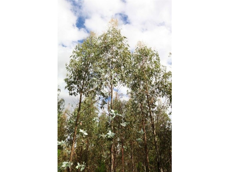 145 Shaws Road, Bridgenorth TAS 7277