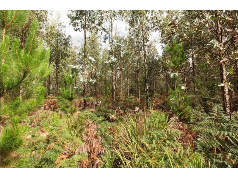 145 Shaws Road, Bridgenorth TAS 7277