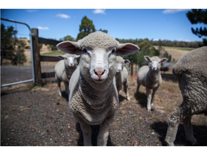 177 Relbia Road, Relbia TAS 7258