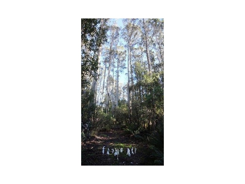 463 Mount Arthur Road, Patersonia TAS 7259