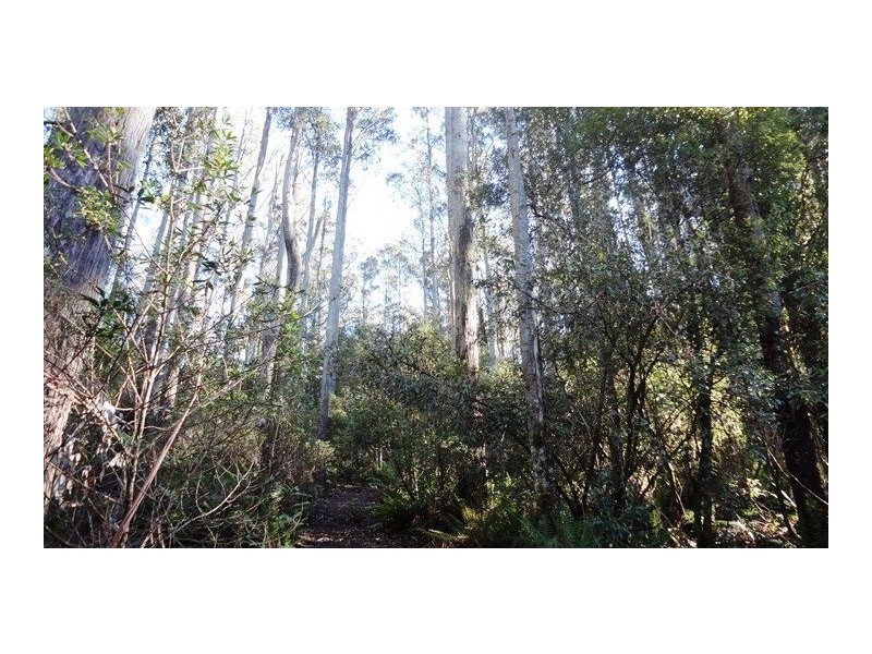 463 Mount Arthur Road, Patersonia TAS 7259