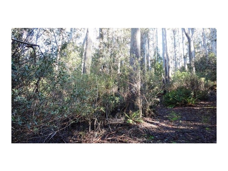 463 Mount Arthur Road, Patersonia TAS 7259