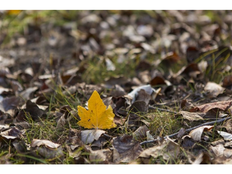 Lot.3 Kanamaluka Estate, Legana TAS 7277