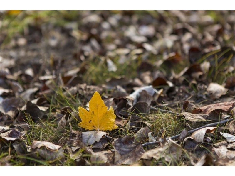 Lot.8 Kanamaluka Estate, Legana TAS 7277