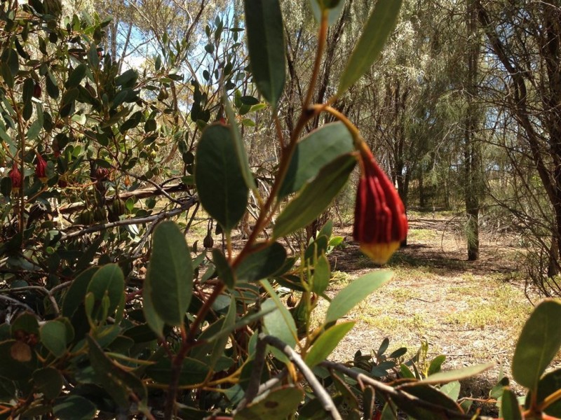 Lot 15 Argent Road, Penfield SA 5121