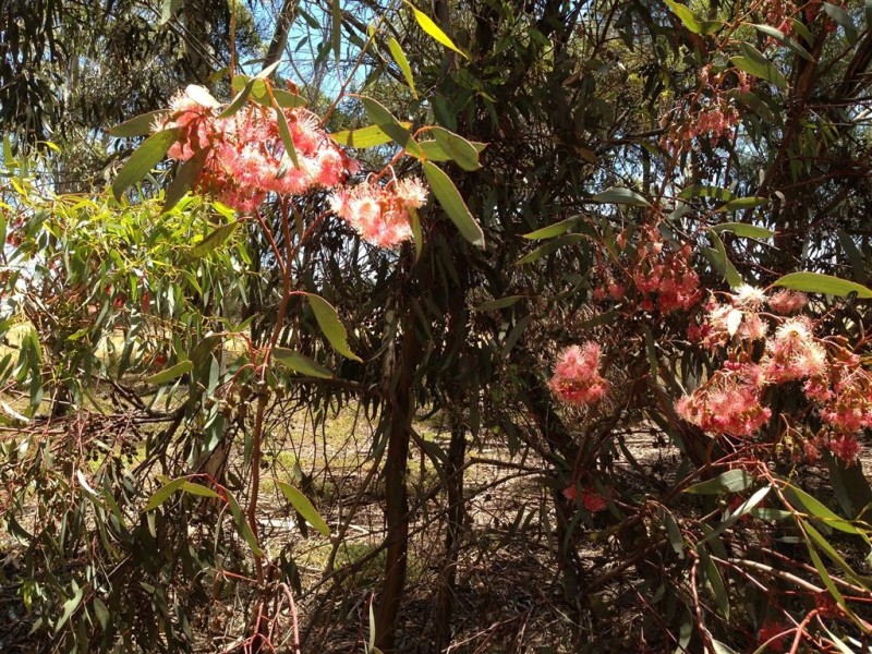 Lot 15 Argent Road, Penfield SA 5121